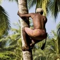 COCONUT CLIMBERS