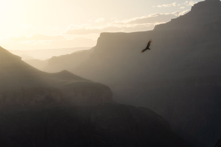 A Turkey Vulture at Sunset