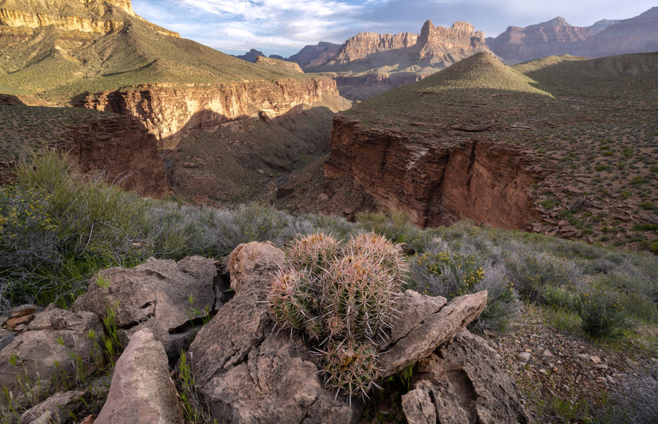Barrel Cactus in the Inner Canyon 3