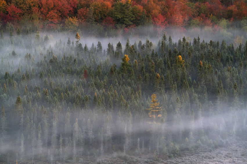 Mist in the Superior National Forest 2