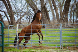 Mampo kickin it up.jpg