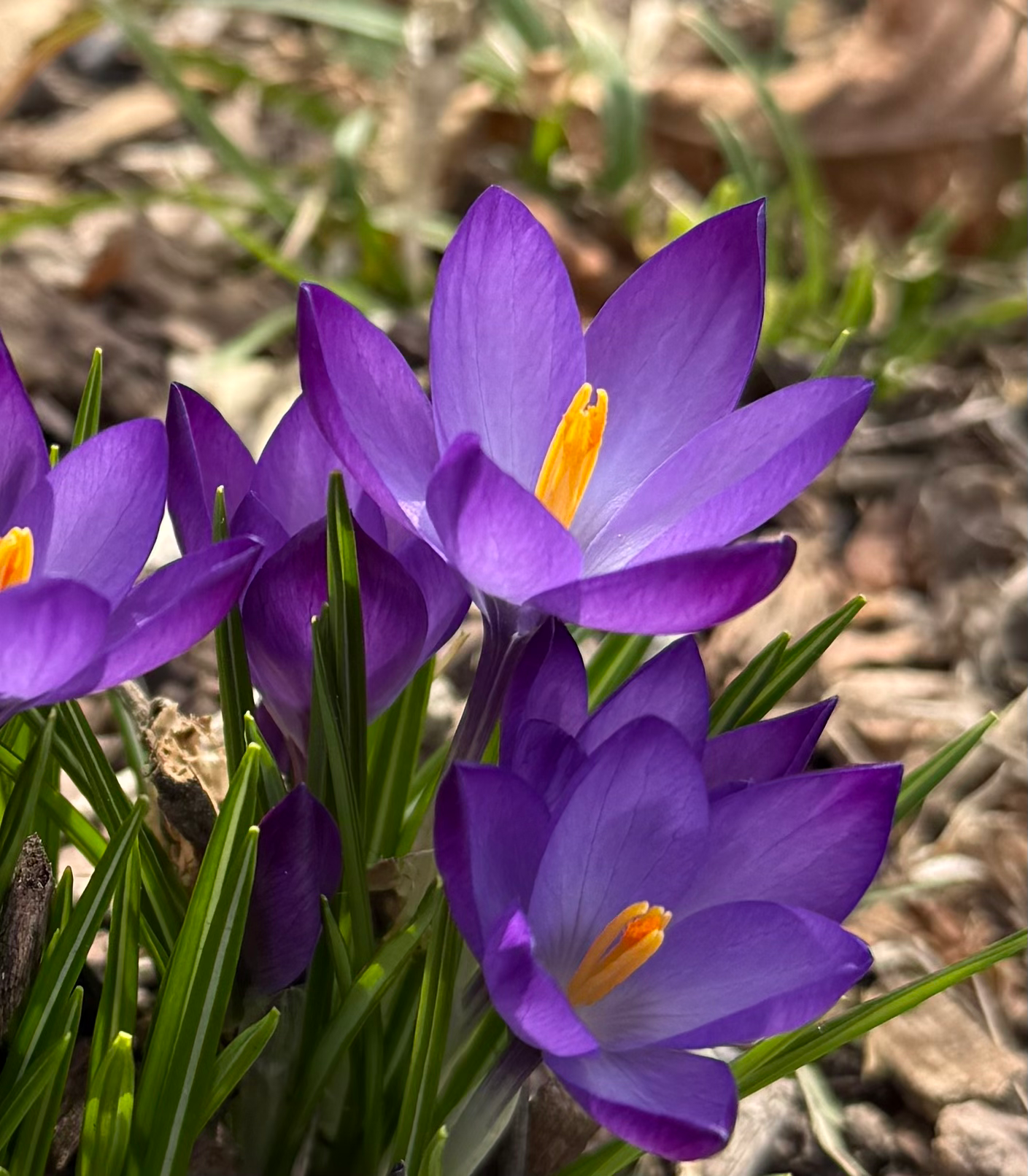 Purple Crocus