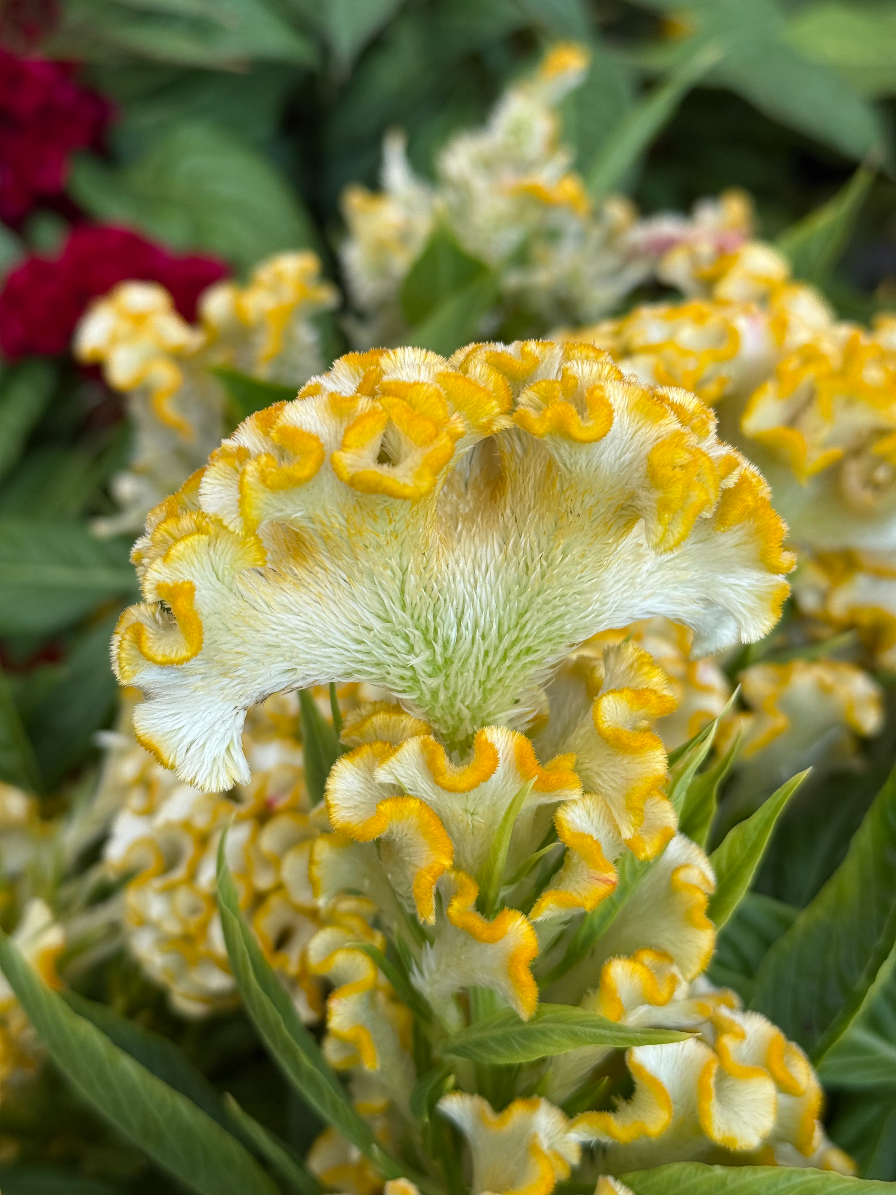 Crested Celosia