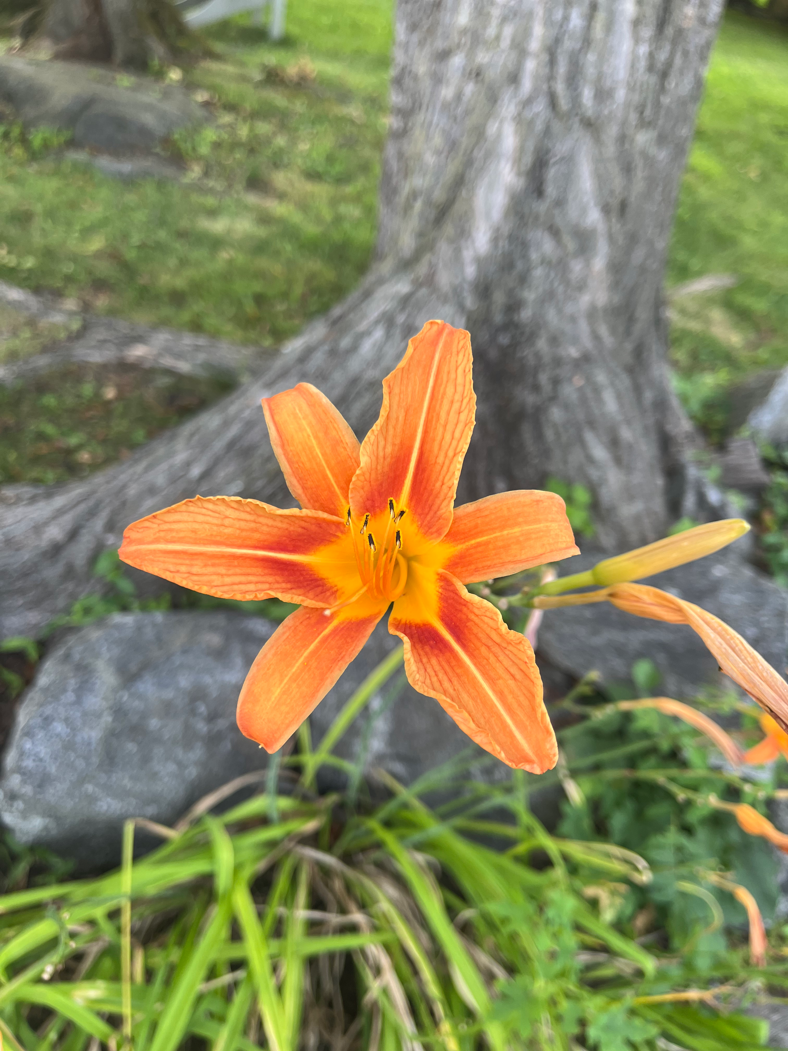 Orange Daylily