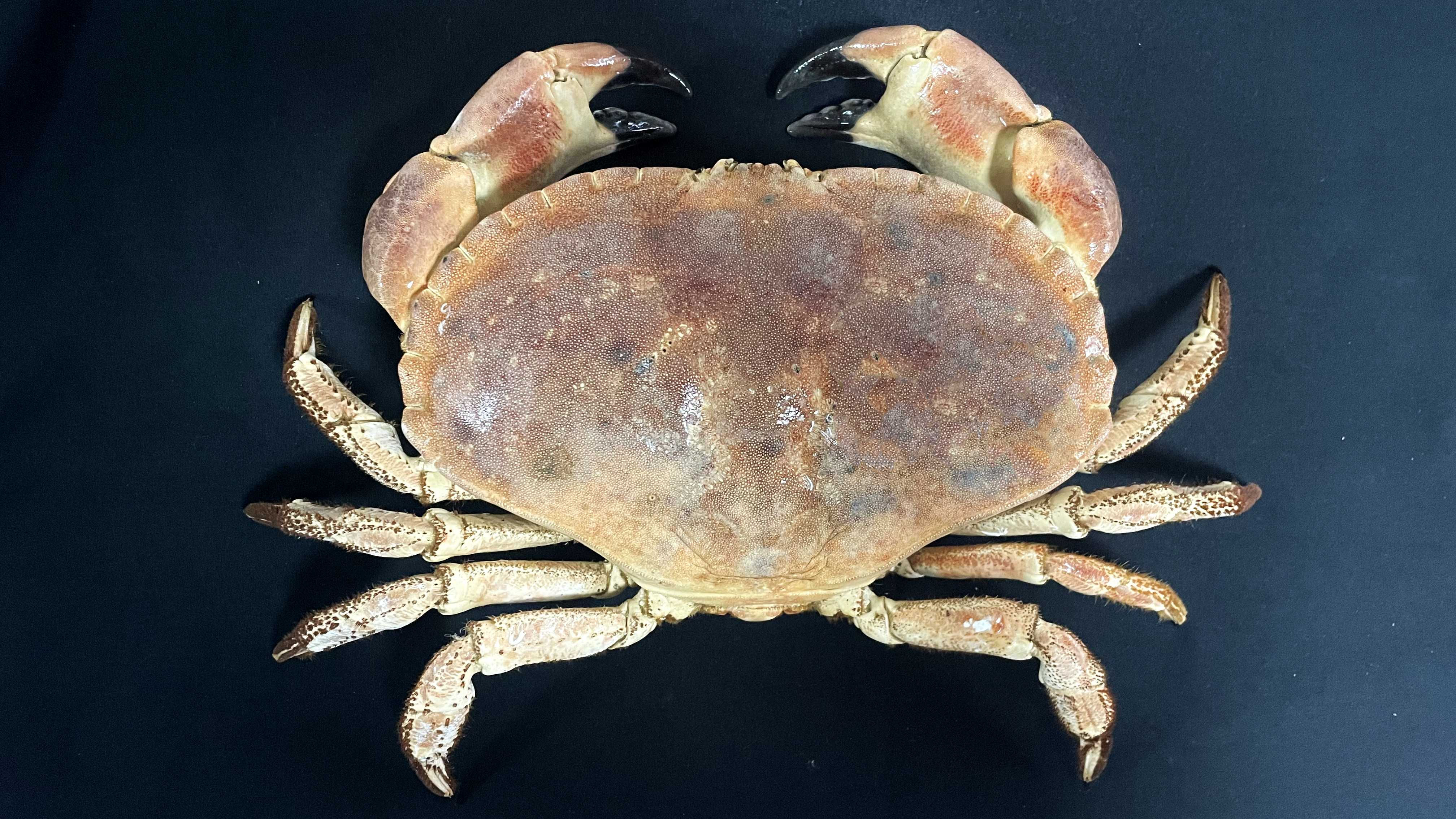 Large Size Cancer Crab Cancer pagurus