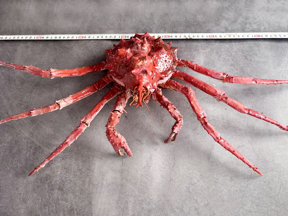 Thumbnail: Repainted Unicorn Crab Taxidermy Lithodes turritus 75 cm