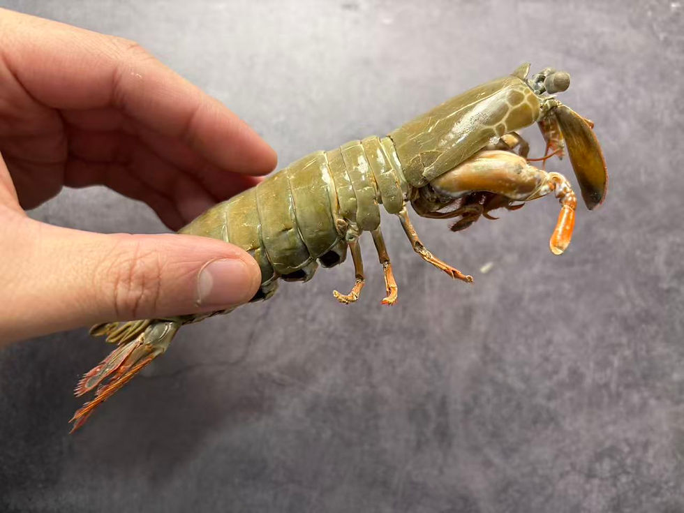 Thumbnail: Peacock Mantis Shrimp Odontodactylus scyllarus