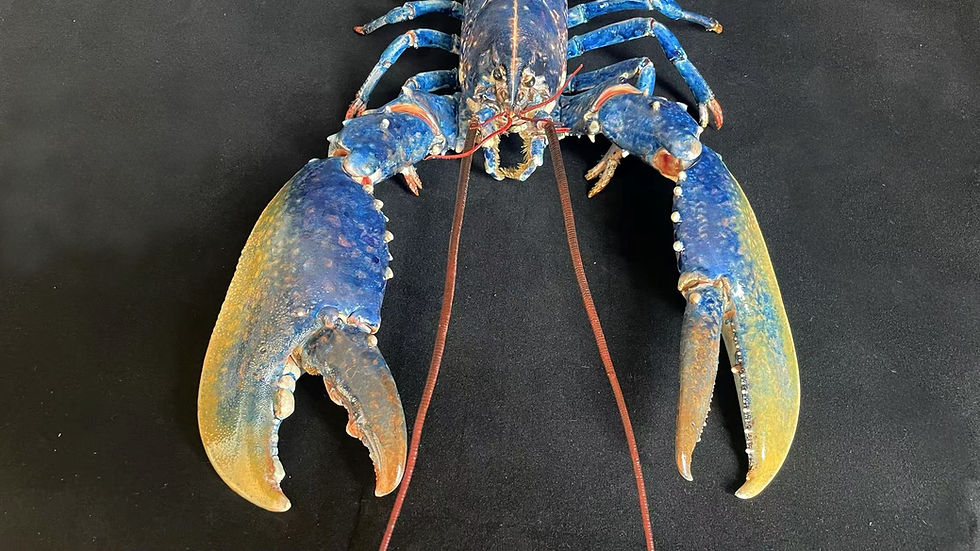 Thumbnail: Very Large Size Repainted European Blue Lobster Homarus gammarus
