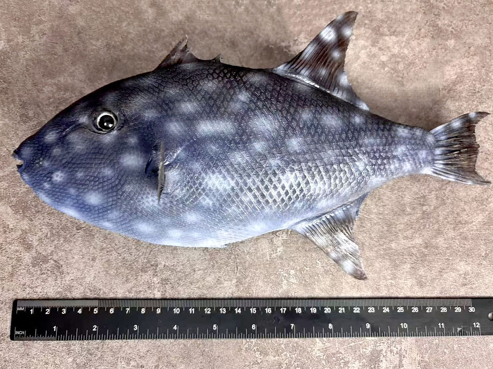 Thumbnail: Balistes vetula Queen Triggerfish Taxidermy