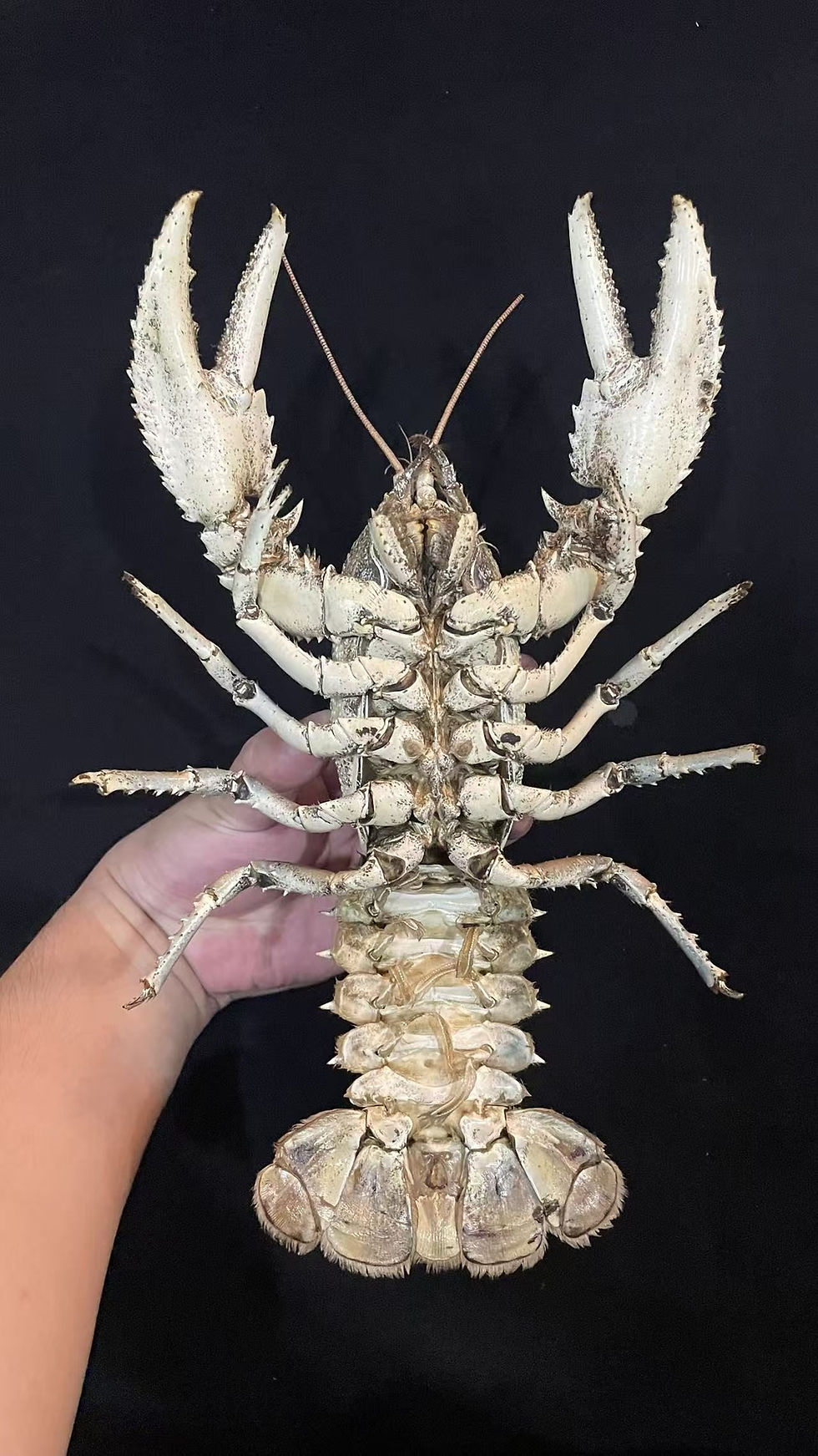 Thumbnail: Very Large Size Fresh Water Australian Murray Crayfish Euastacus armatus