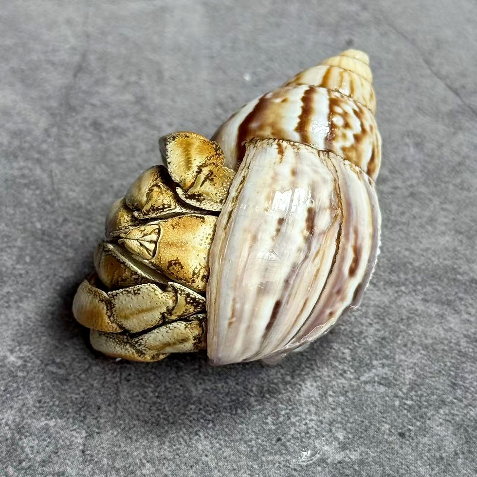 Thumbnail: Hermit Crab Taxidermy No.11