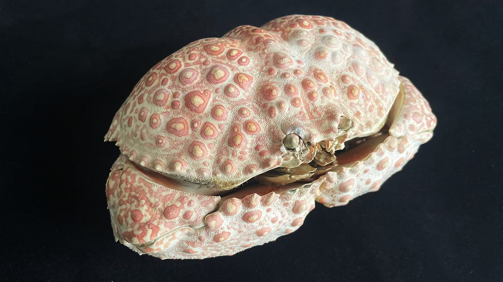 Thumbnail: Japanese Box Crab Taxidermy Calappa japonica