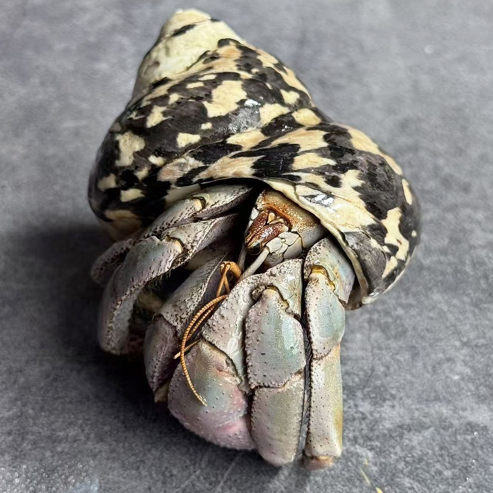 Thumbnail: Hermit Crab Taxidermy No.6
