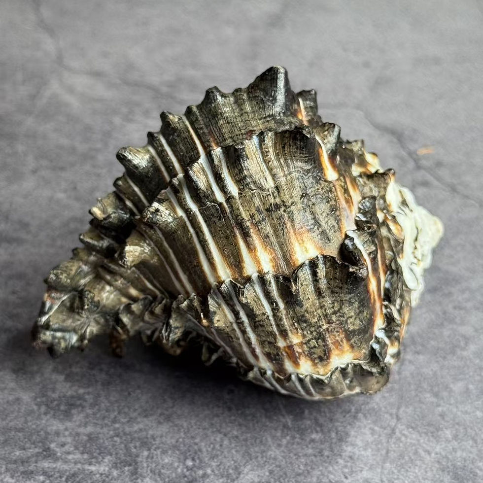 Thumbnail: Hermit Crab Taxidermy No.2