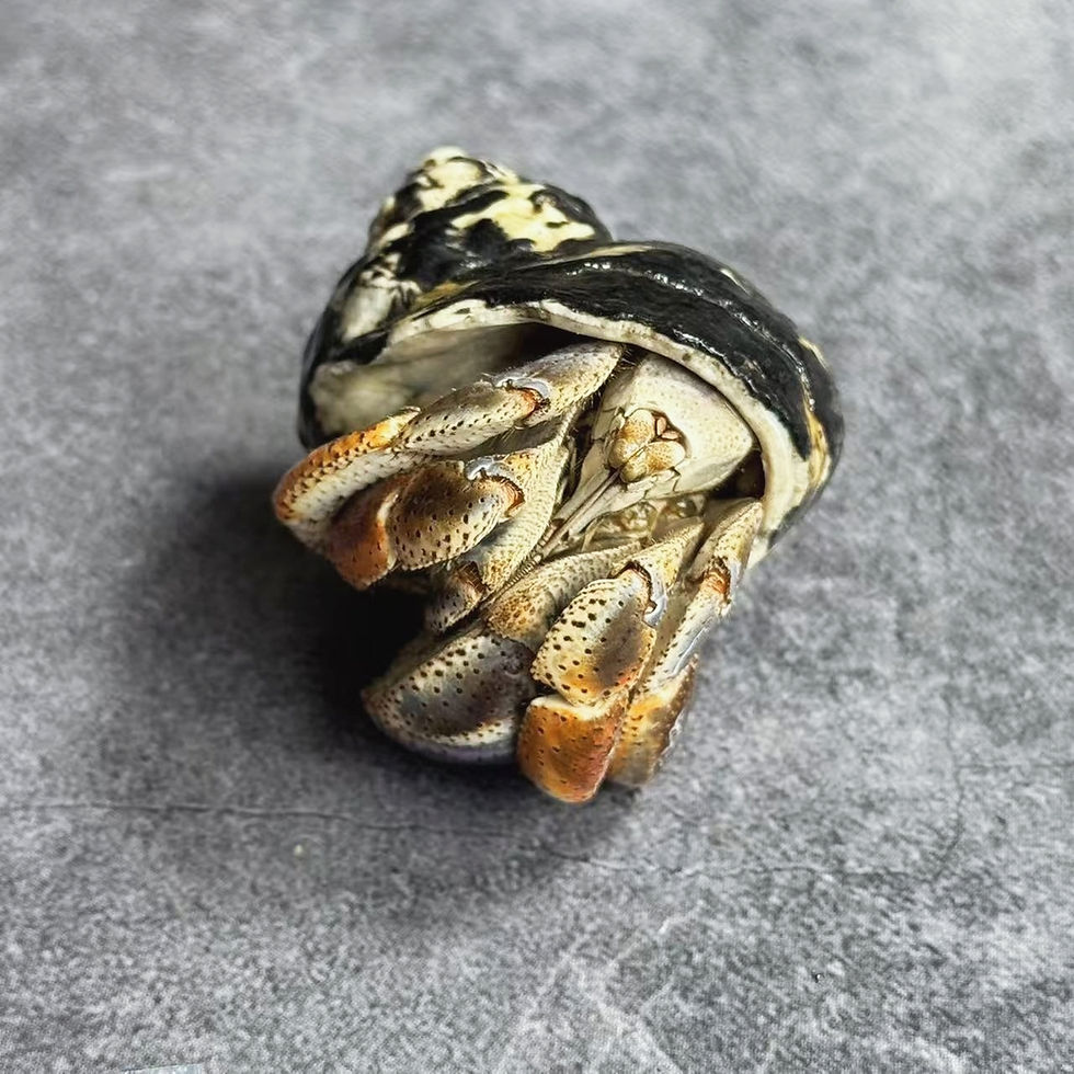 Thumbnail: Hermit Crab Taxidermy No.9
