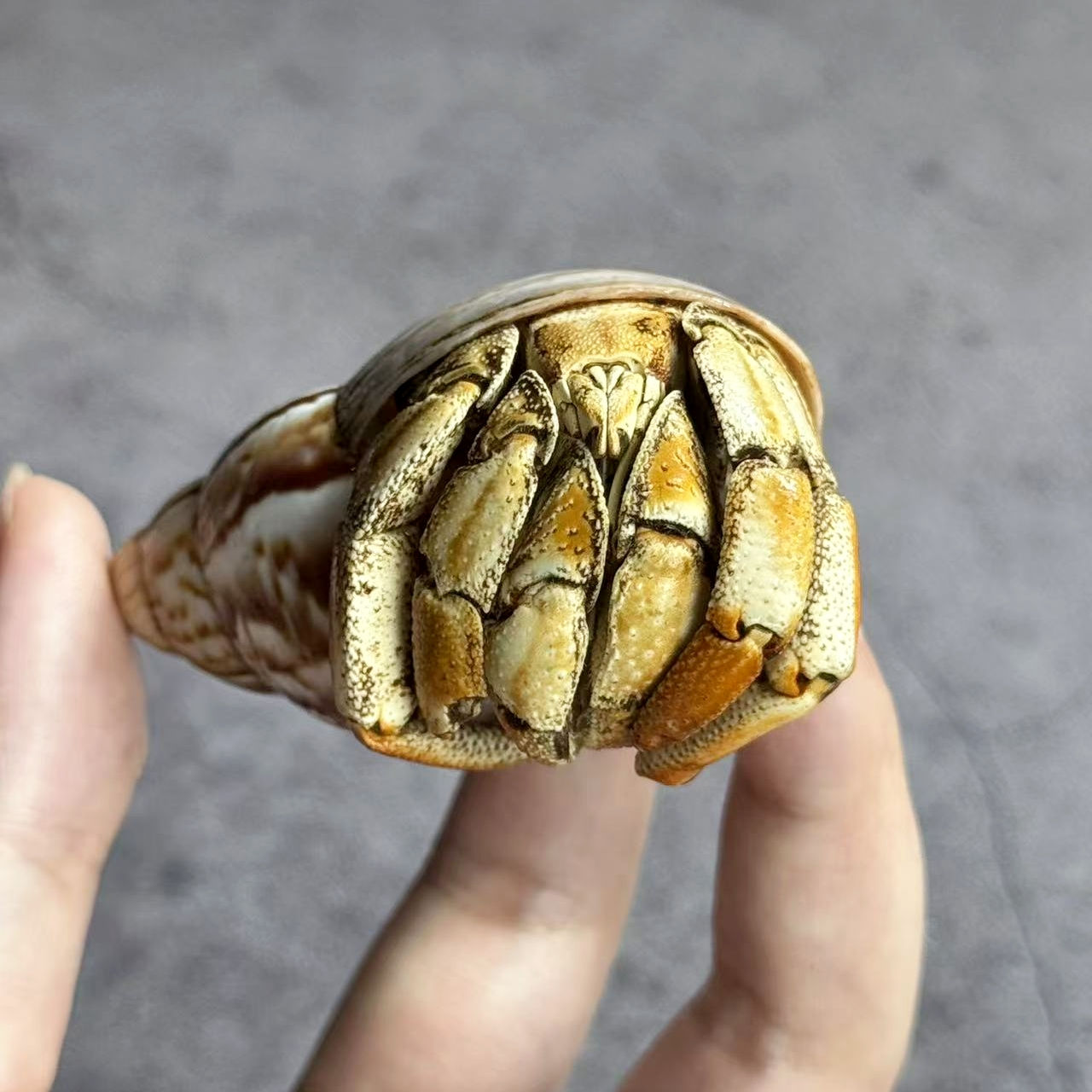 Hermit Crab Taxidermy No.11