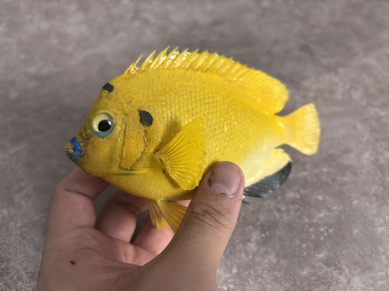 Repainted Apolemichthys trimaculatus Flagfin Angelfish