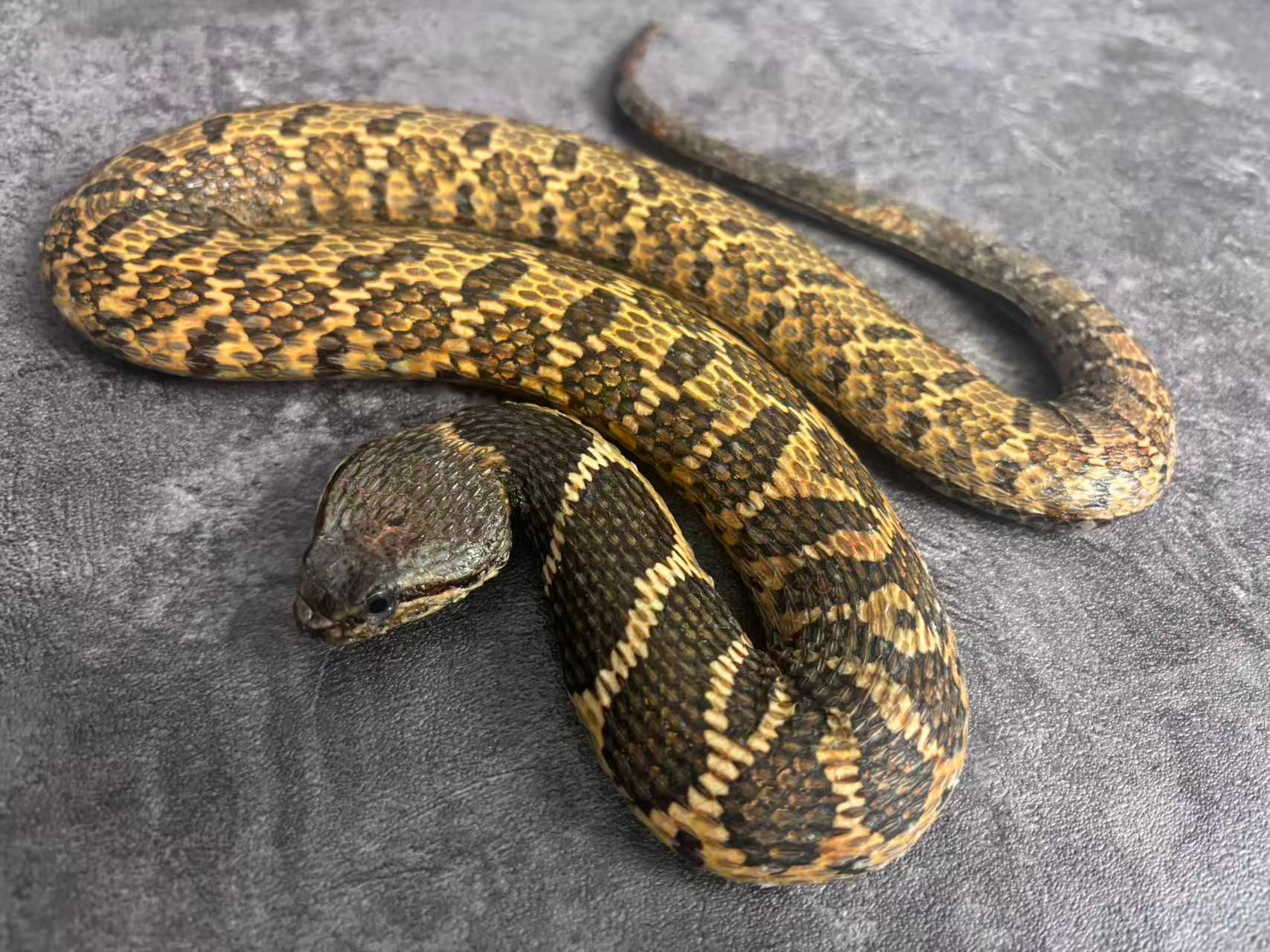 Very rare Viper Snake Taxidermy Real Skin Mount Macropisthodon rudis