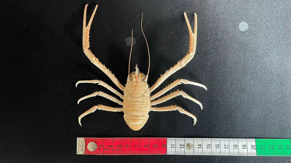 Thumbnail: Deep-sea Squat Lobster Munidopsis sp