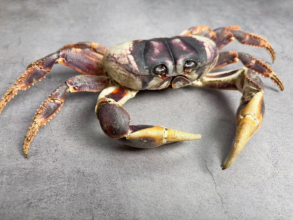 Thumbnail: Purple Color Land Crab Tuerkayana magnum