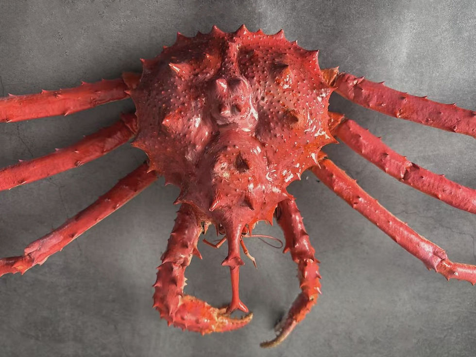 Thumbnail: Repainted Unicorn Crab Taxidermy Lithodes turritus 90 cm