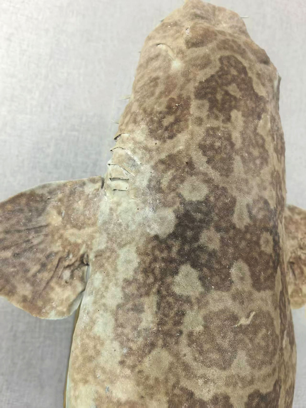 Thumbnail: Very Large Rare Orectolobus japonicus Wobbegong Carpet Fish