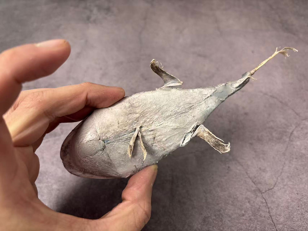 Thumbnail: Anglerfish Taxidermy Lophiodes bruchius