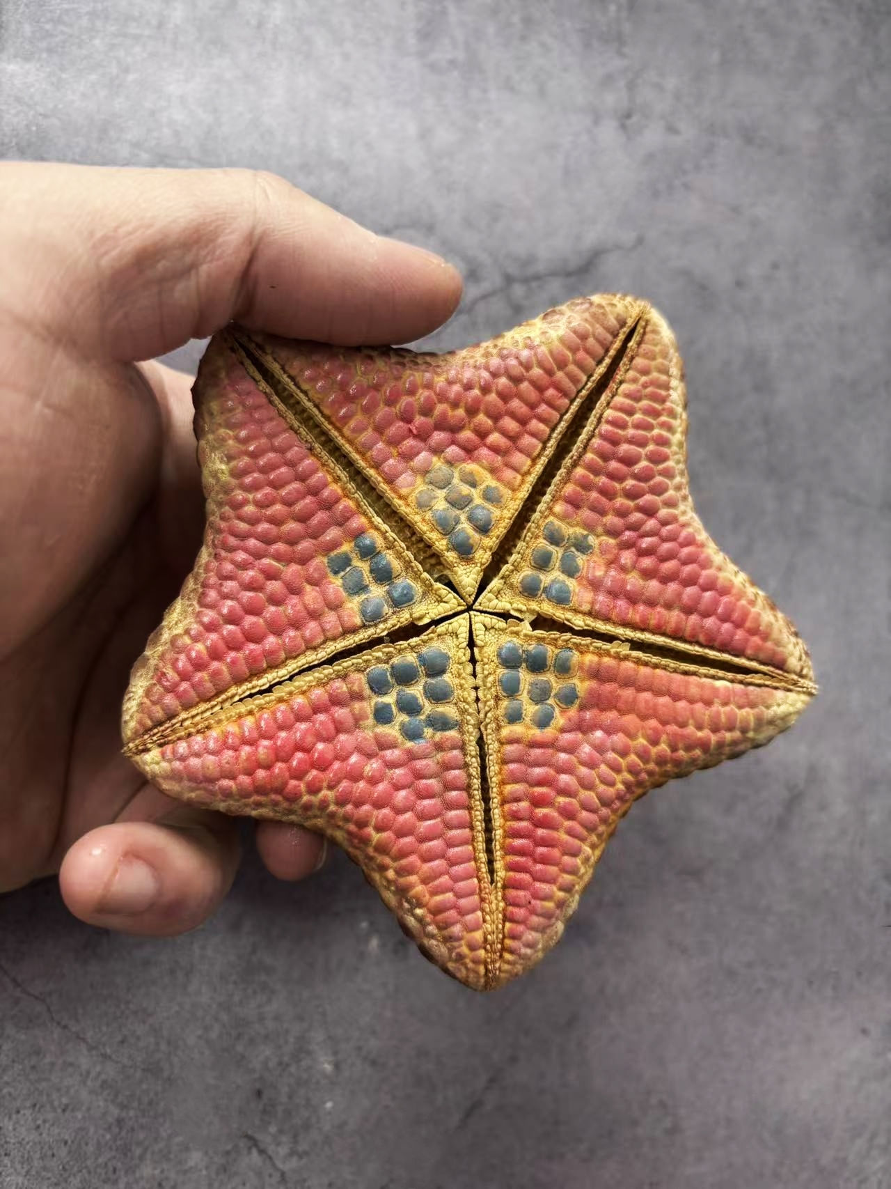 Cushion Starfish Halityle regularis