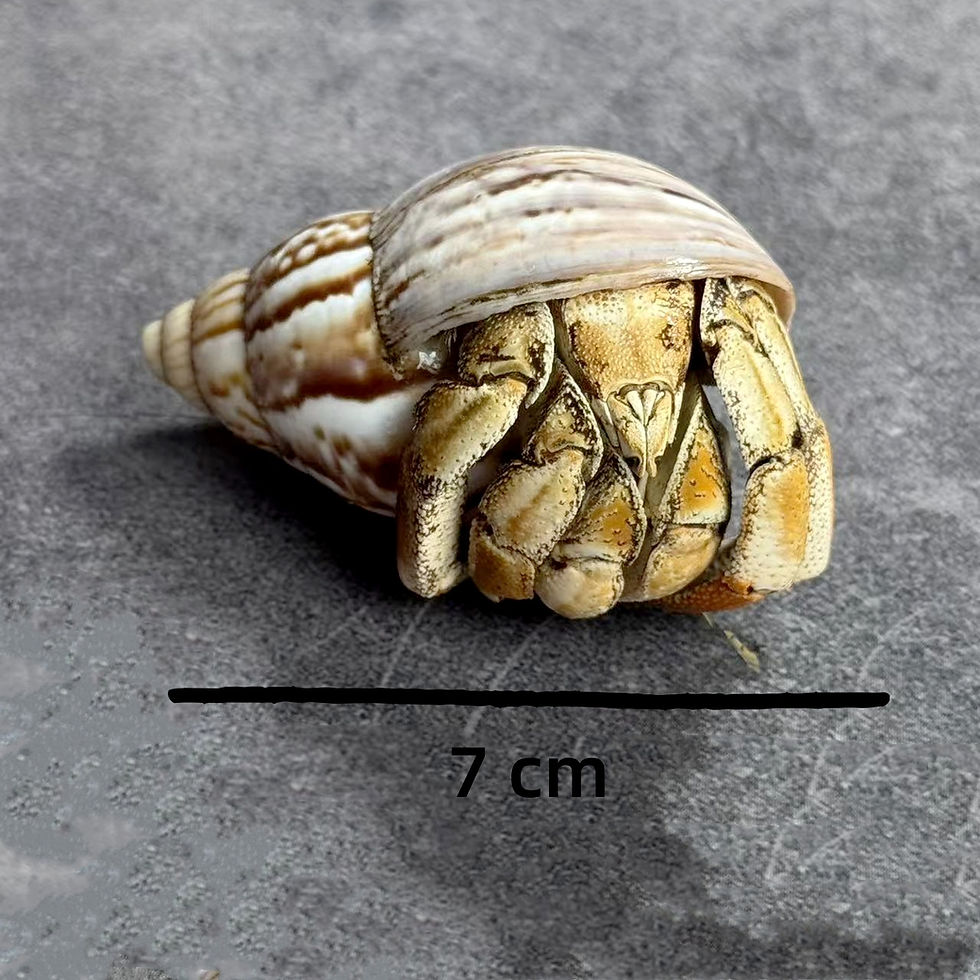 Thumbnail: mit Crab Taxidermy No.7