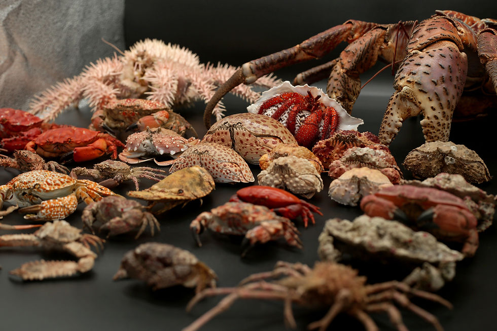 Crustaceans Picture