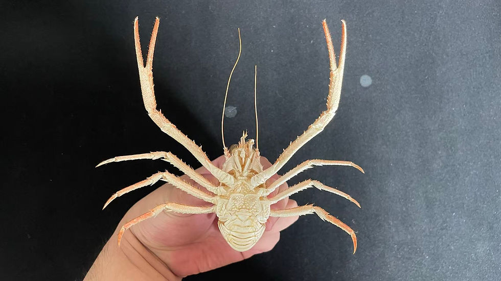 Thumbnail: Deep-sea Squat Lobster Munidopsis sp