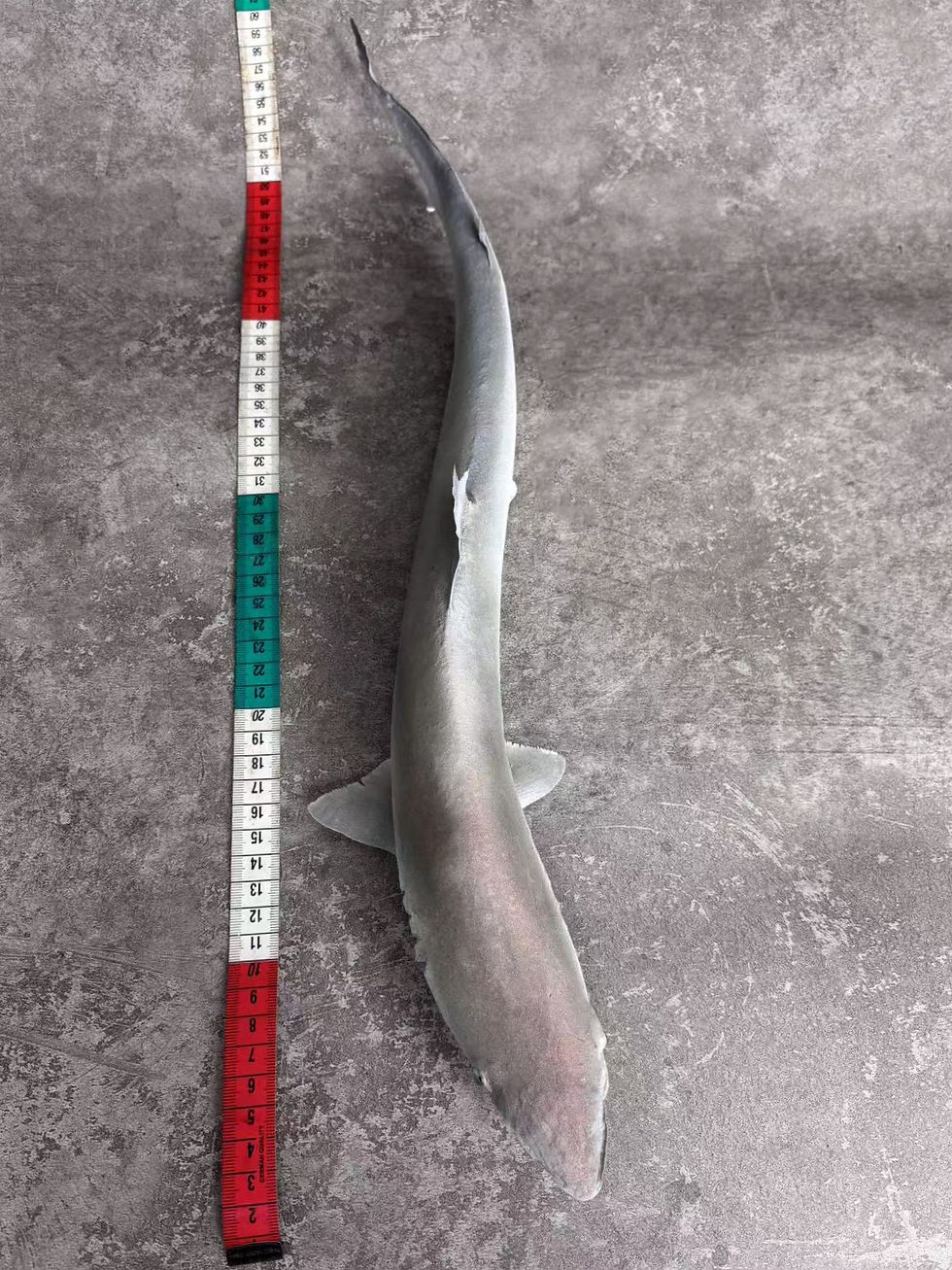 Thumbnail: Scoliodon laticaudus  Spadenose Shark/Dogfish Taxidermy