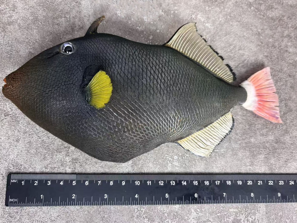 Thumbnail: Melichthys vidua Pinktail triggerfish Taxidermy