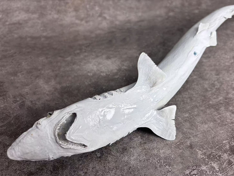 Thumbnail: Scoliodon laticaudus  Spadenose Shark/Dogfish Taxidermy