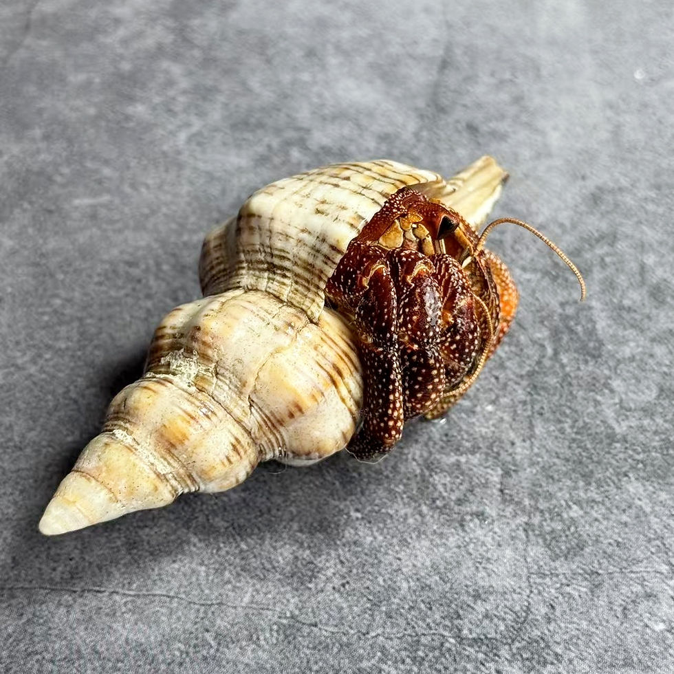 Thumbnail: Hermit Crab Taxidermy No.8