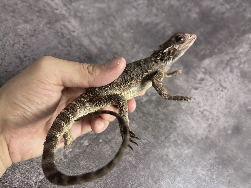 Thumbnail: Pogona Vitticeps Pine Lizard Taxidermy Real Skin Mount