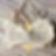 the-busted-tank-pocketed-mastectomy-bra-with-loop-tab-for-bilateral-forms-jpg_edited.jpg