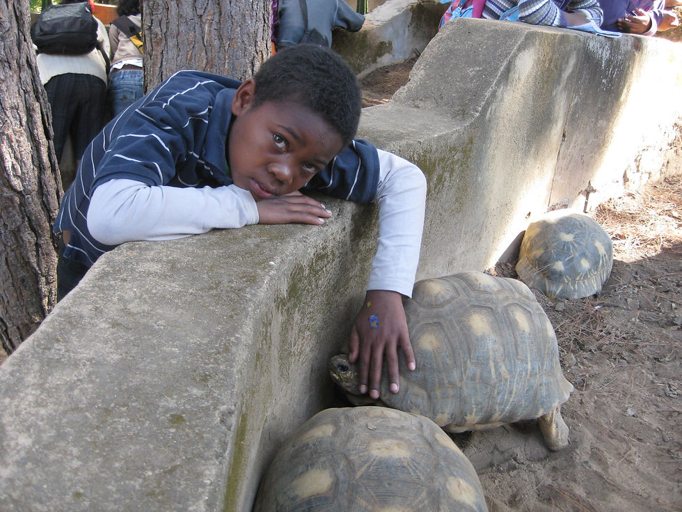 Tortues de Tuléar