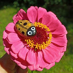 flower bug rock_edited.jpg