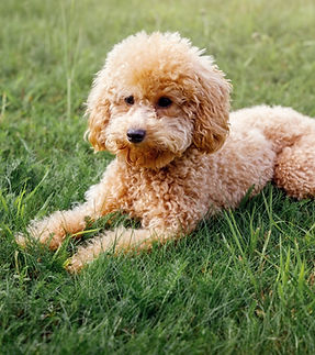 Mini toy poodle with golden brown fur on a green grass background..jpg