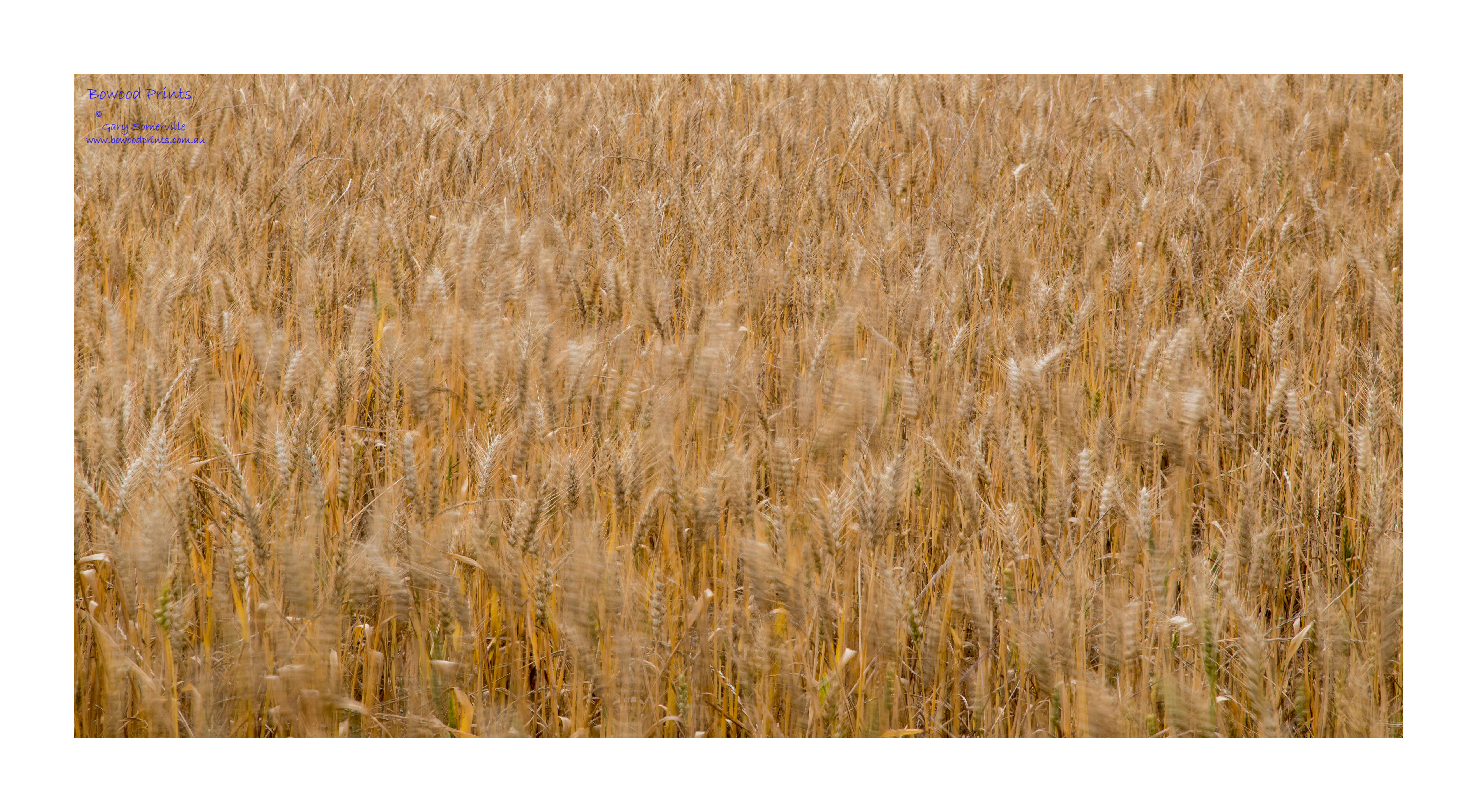 191A0928 Barley Swaying in the Breeze