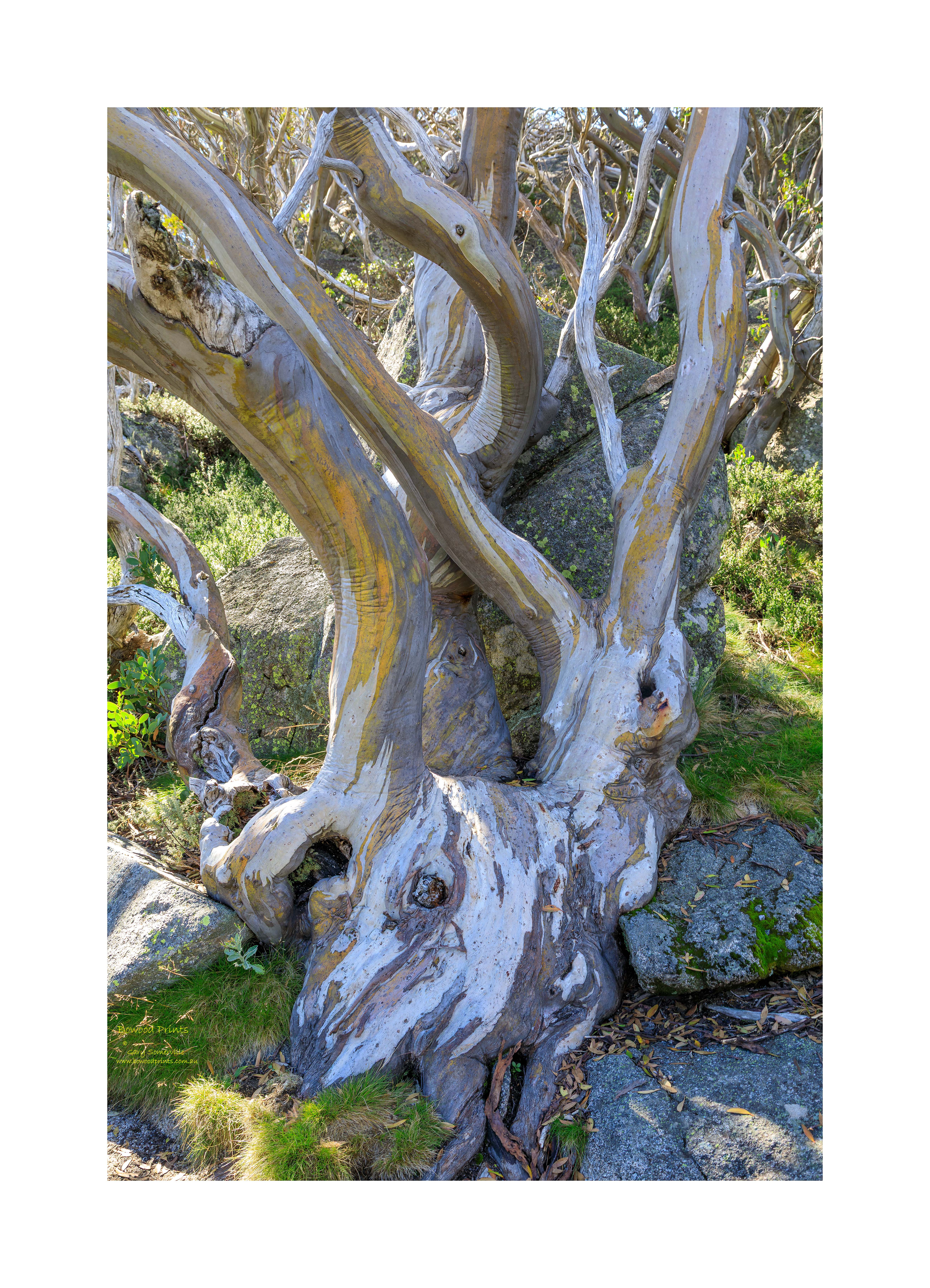 191A8971 Snow Gum