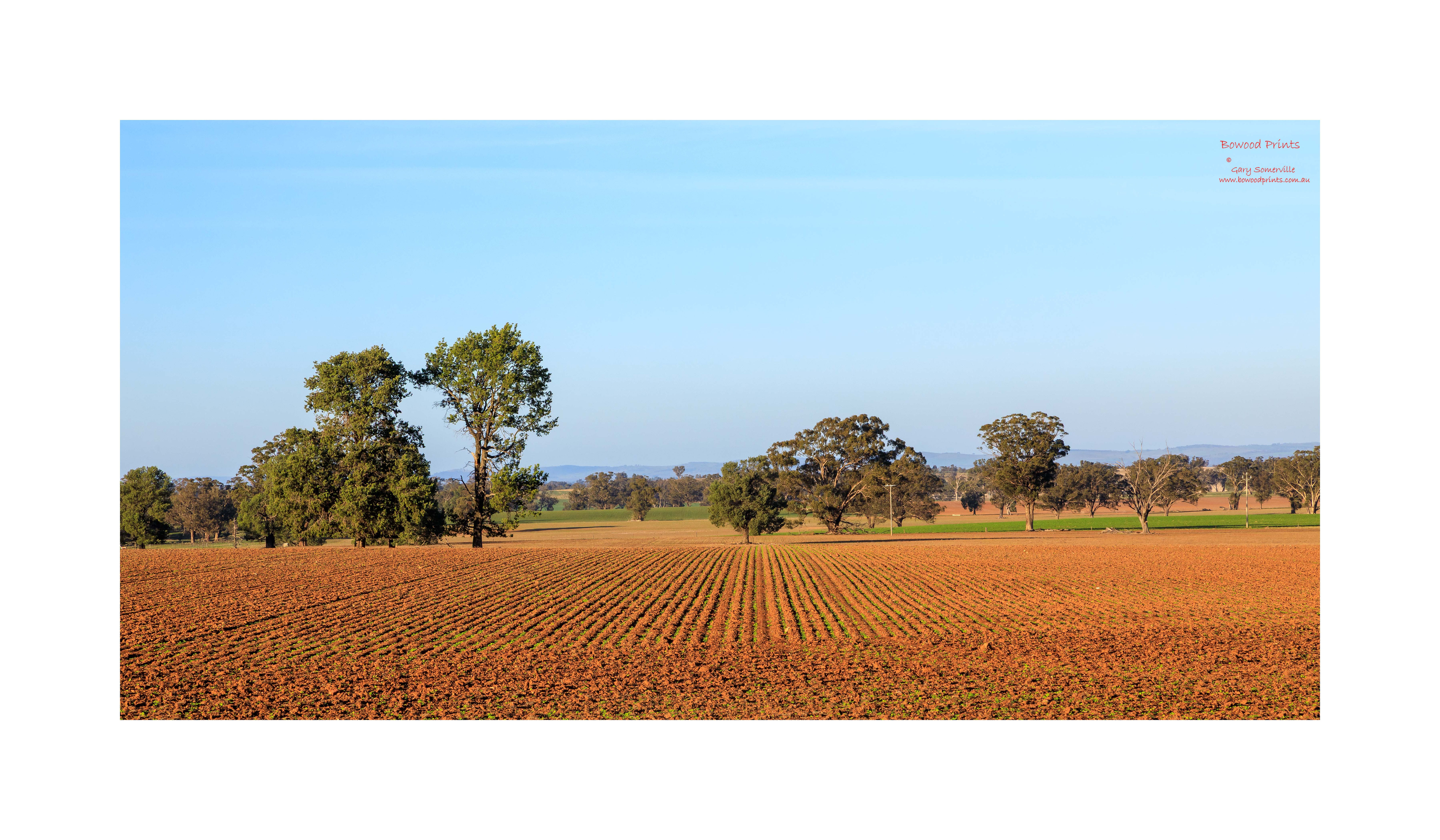 191A9211 Riverina Crop, Olympic Highway, Illabo