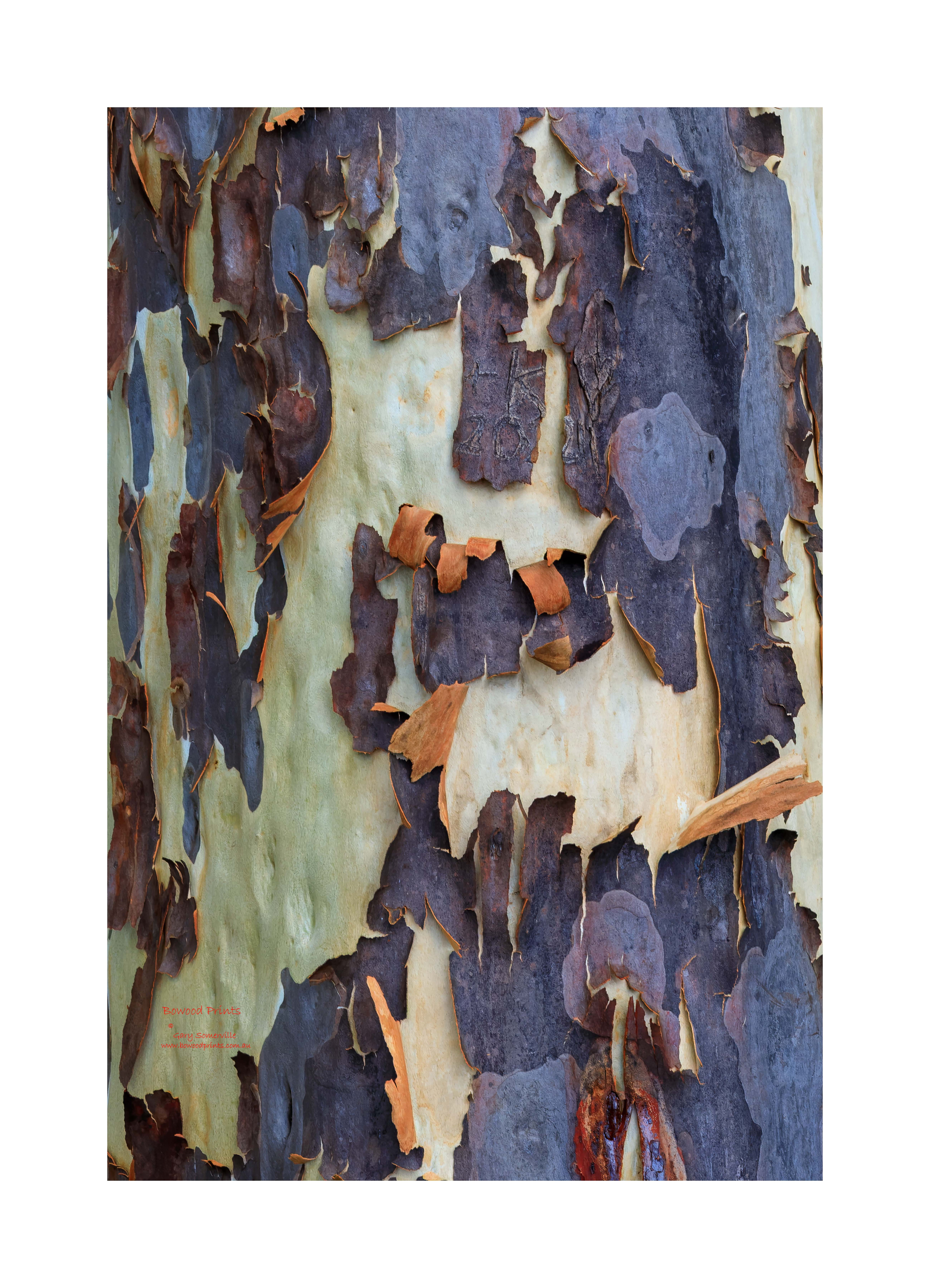 191A8239 Spotted Gum