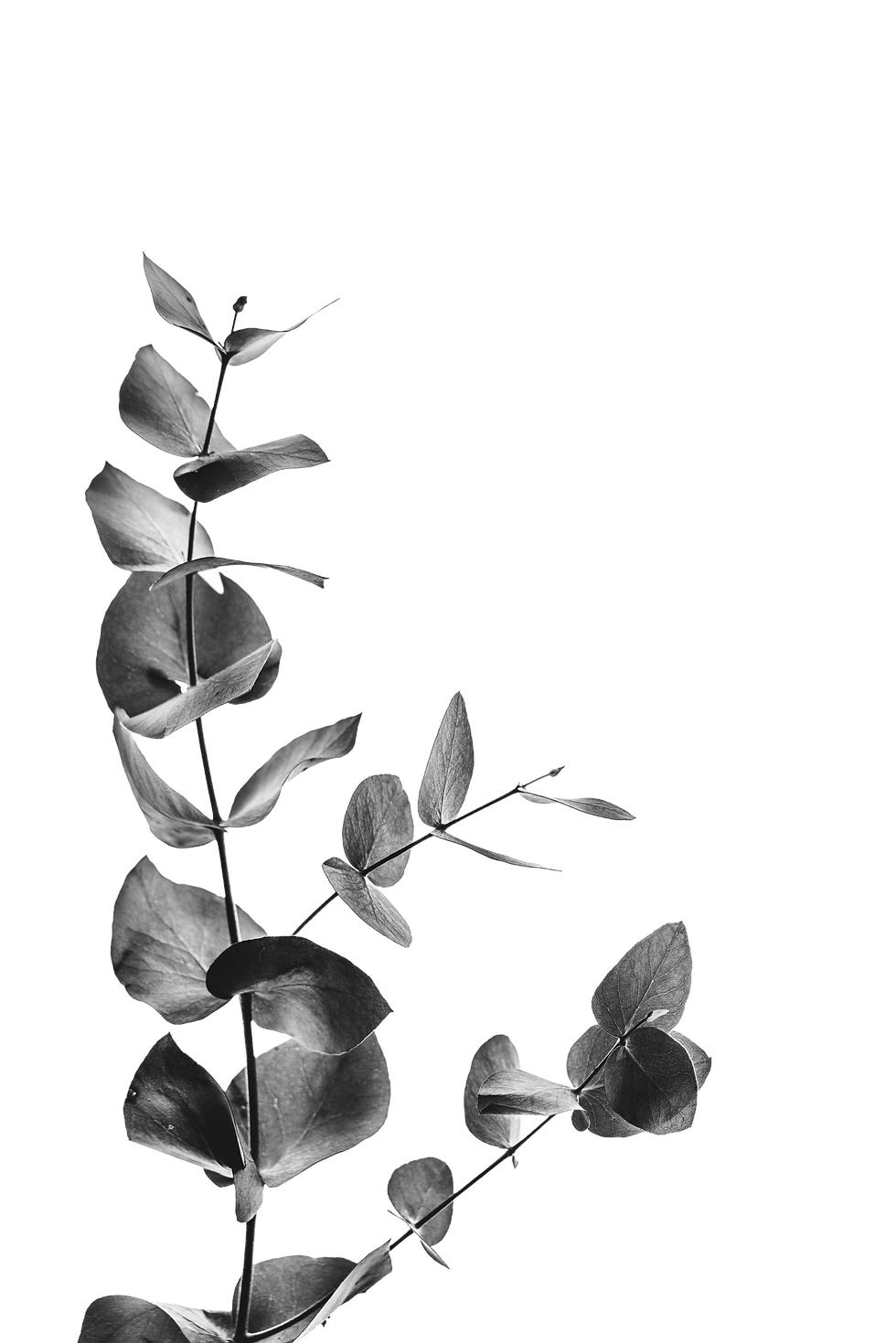 annie-spratt-hX_hf2lPpUU-unsplash_edited.png