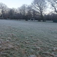 Icy dog walking field