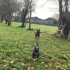 Two dogs playing in a large grassy field