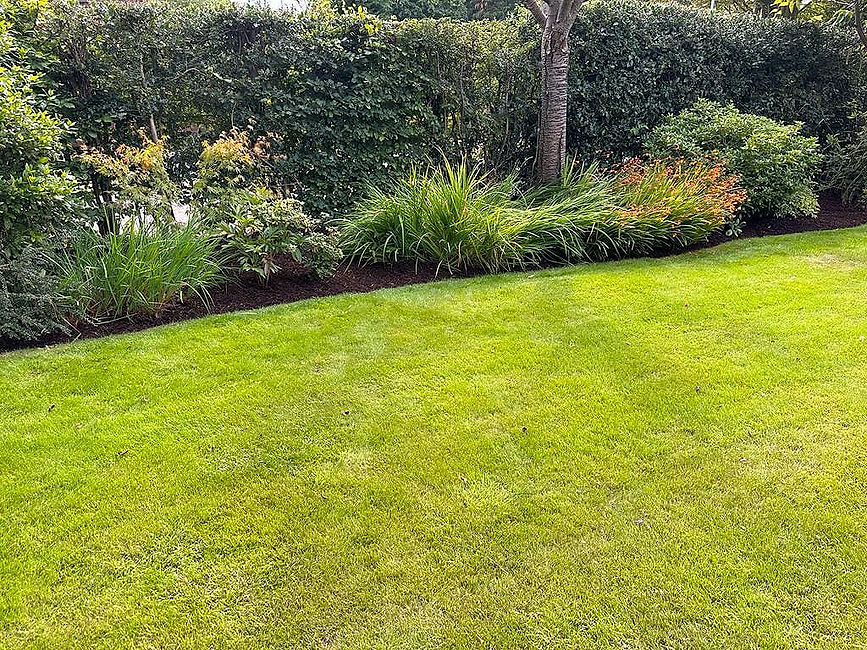 Grass in garden