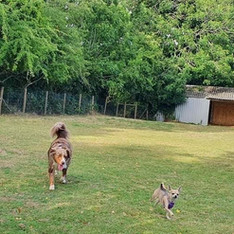 Two dogs running through field