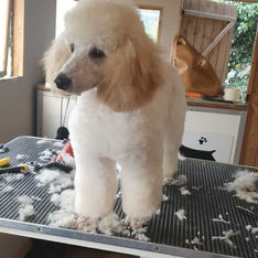 White poodle during grooming